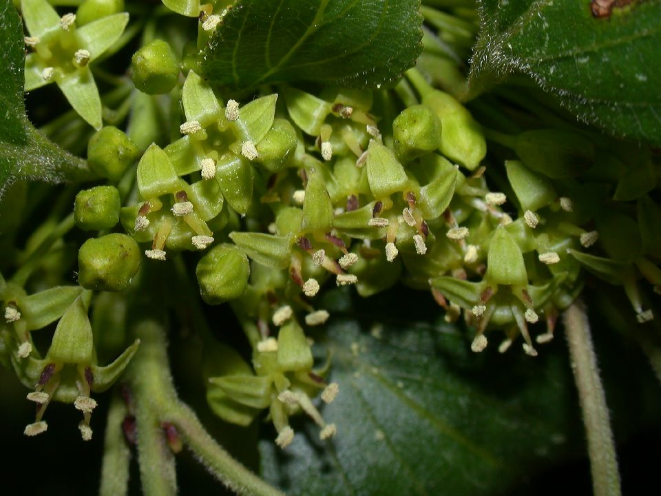 Rhamnaceae Rhamnus cathartica