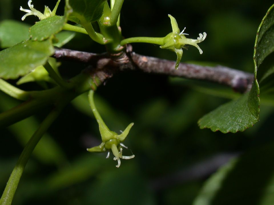 Rhamnaceae Rhamnus cathartica
