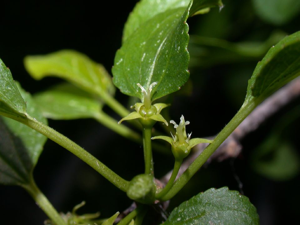 Rhamnaceae Rhamnus cathartica