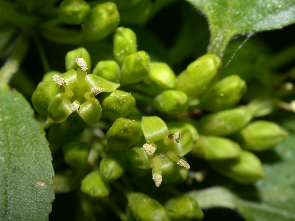 Rhamnaceae Rhamnus cathartica