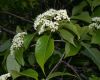 image of Viburnum lentago