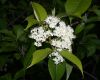 image of Viburnum lentago