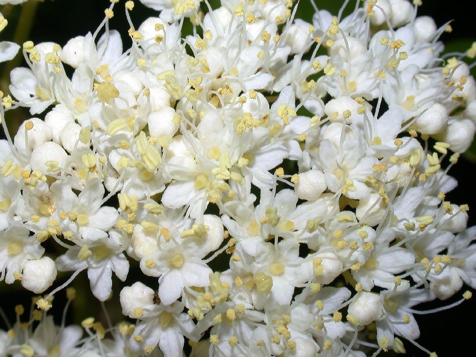 Adoxaceae Viburnum lentago