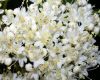 image of Viburnum lentago