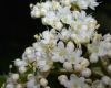 image of Viburnum lentago
