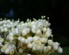 image of Viburnum lentago