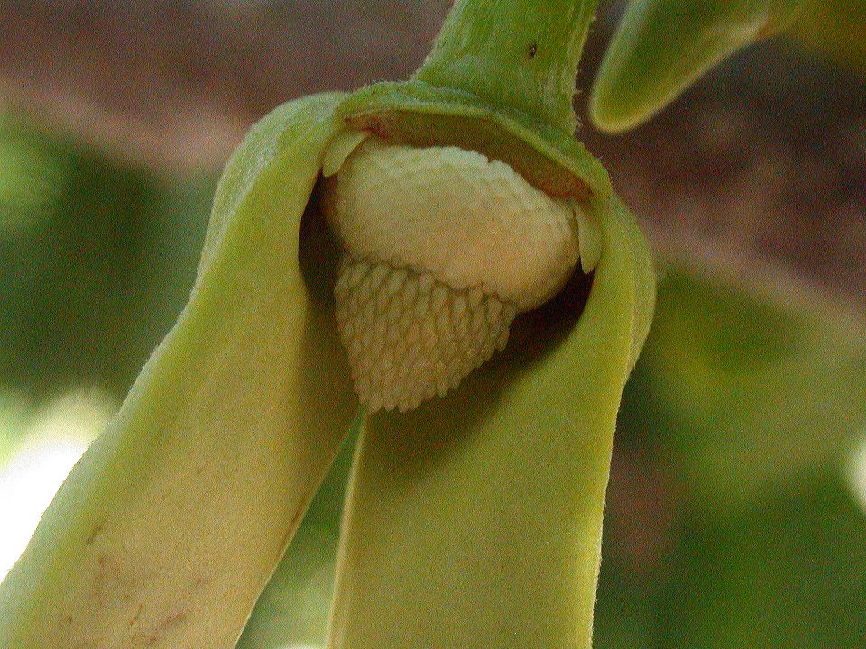 Annonaceae Annona reticulata