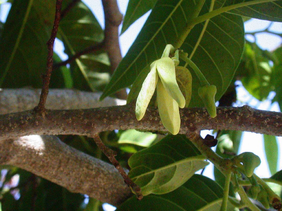 Annonaceae Annona reticulata