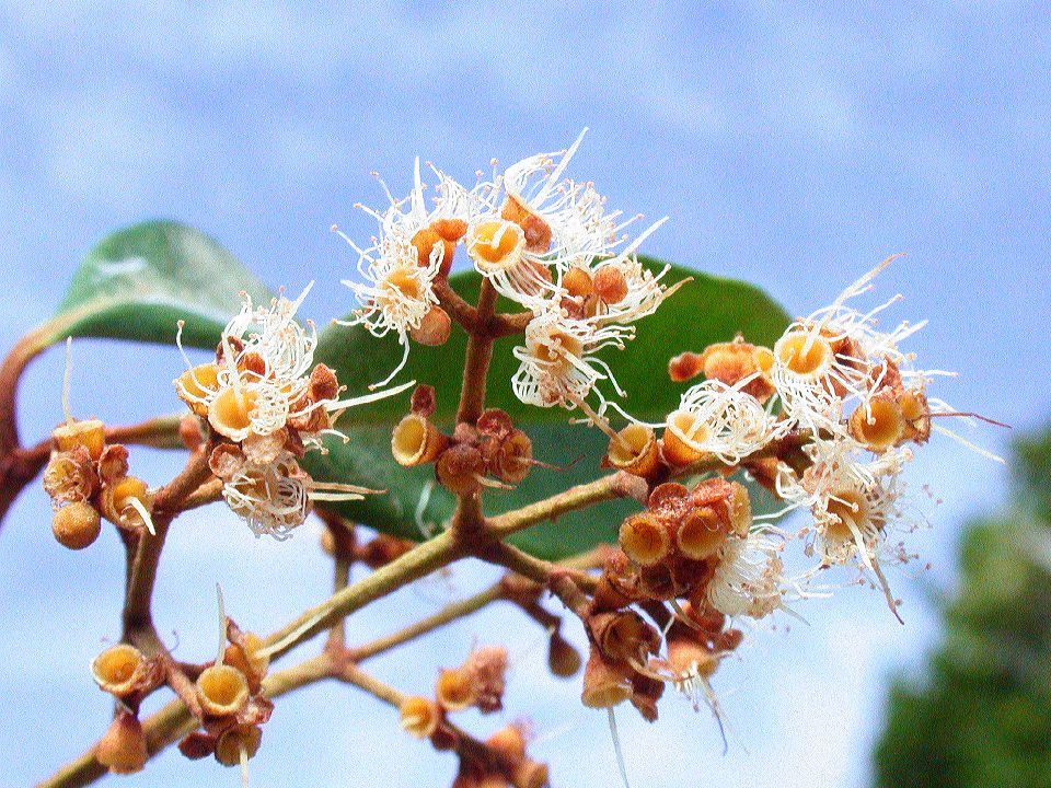 Myrtaceae Calyptranthes 