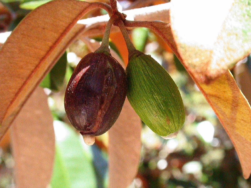 Sapotaceae Chrysophyllum oliviforme