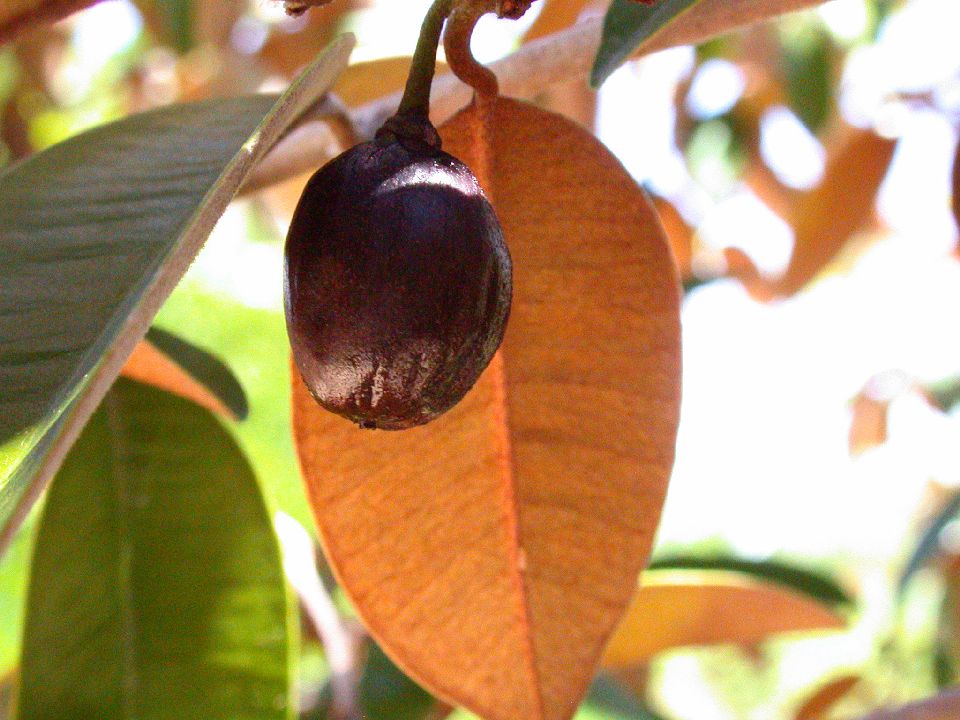 Sapotaceae Chrysophyllum oliviforme