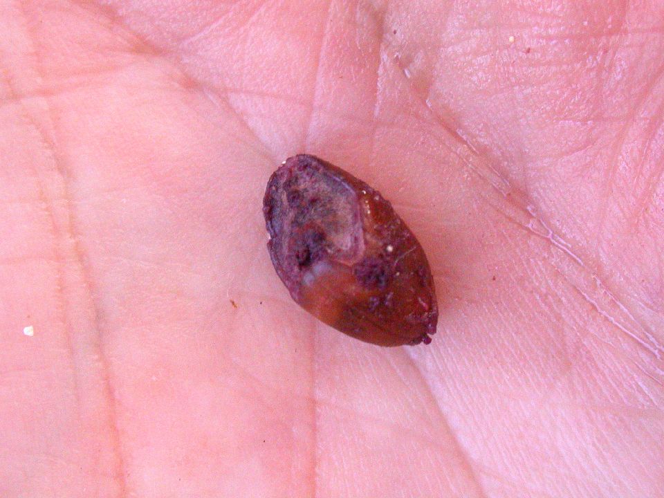 Sapotaceae Chrysophyllum oliviforme