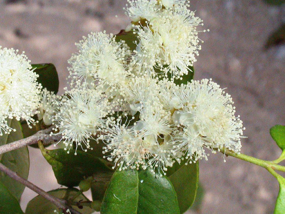 Myrtaceae Eugenia 
