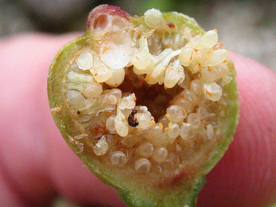 Moraceae Ficus 