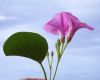 image of Ipomoea pes-caprae