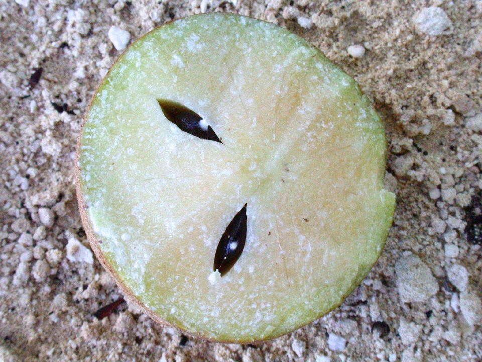 Sapotaceae Manilkara sapota