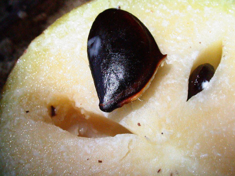 Sapotaceae Manilkara sapota