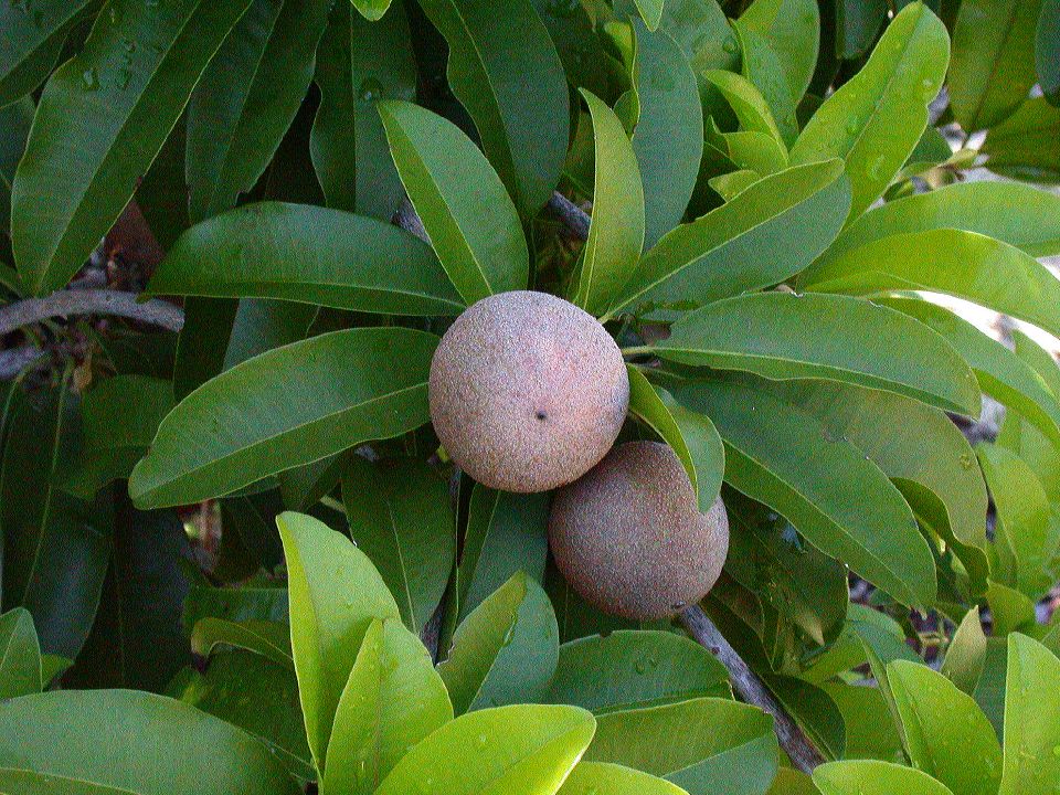 Sapotaceae Manilkara sapota