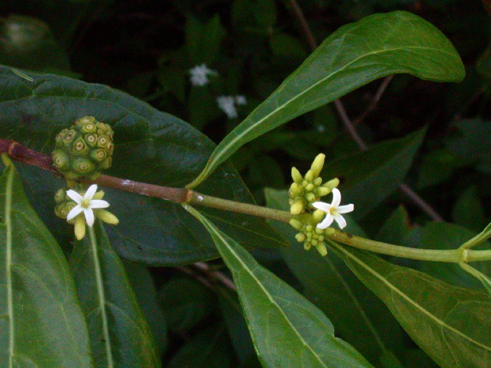Rubiaceae Morinda royoc