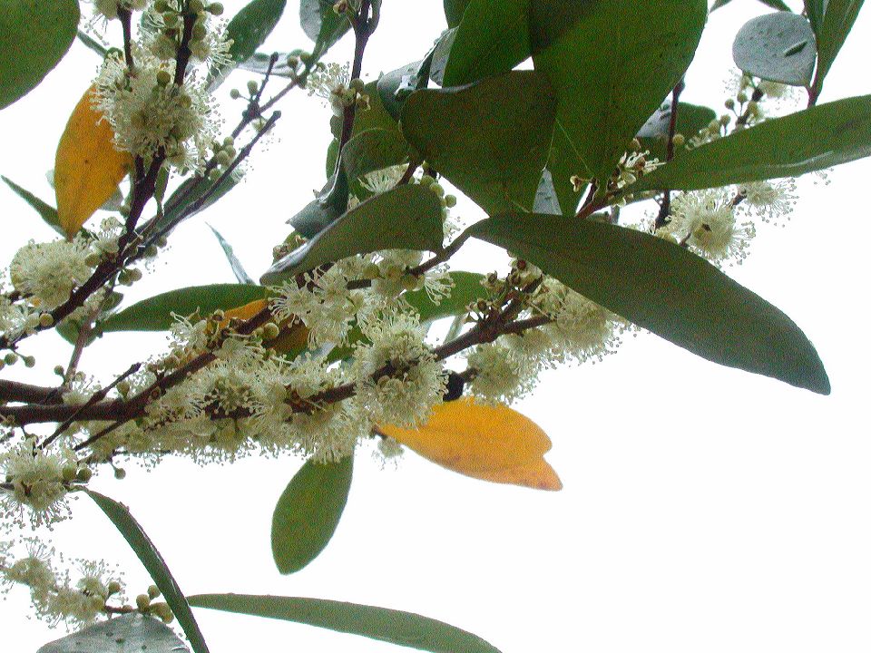 Myrtaceae Myrcianthes 