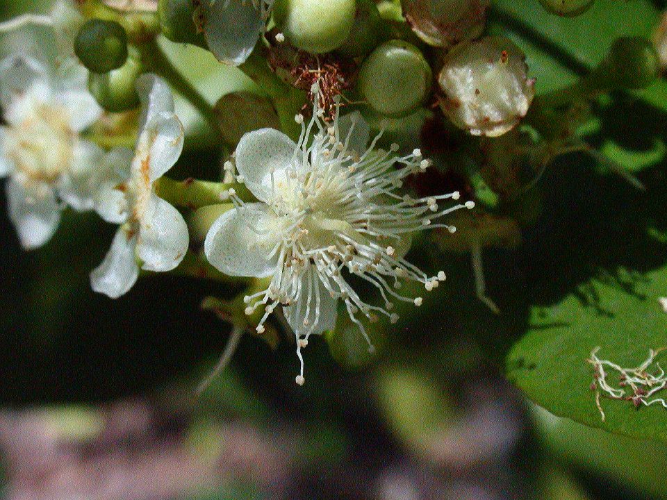 Myrtaceae Pimenta 