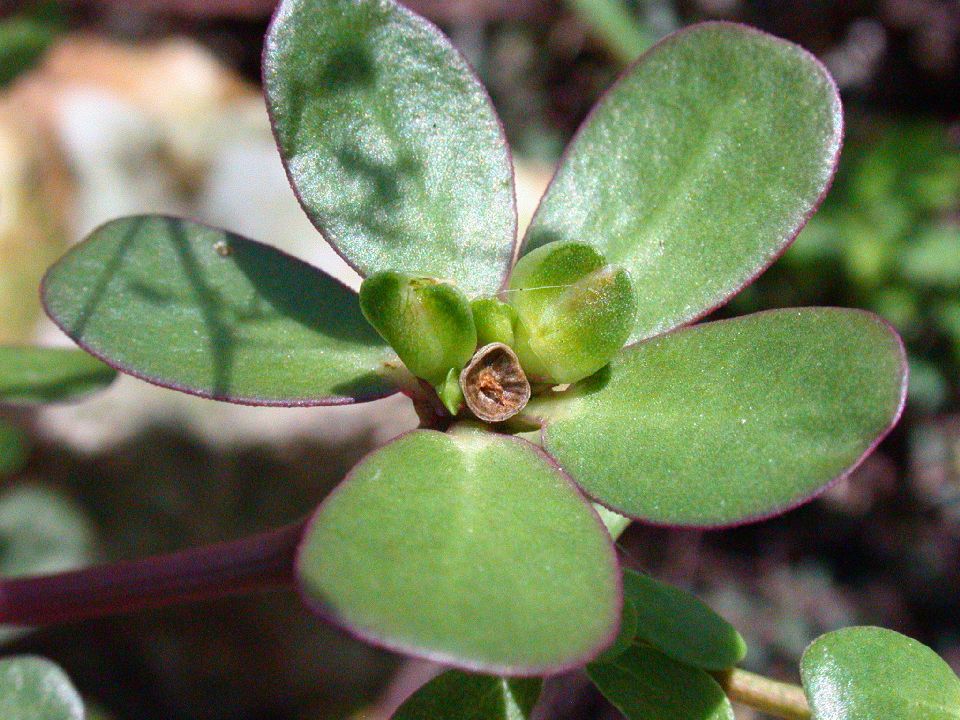 Portulacaceae Portulaca oleracea