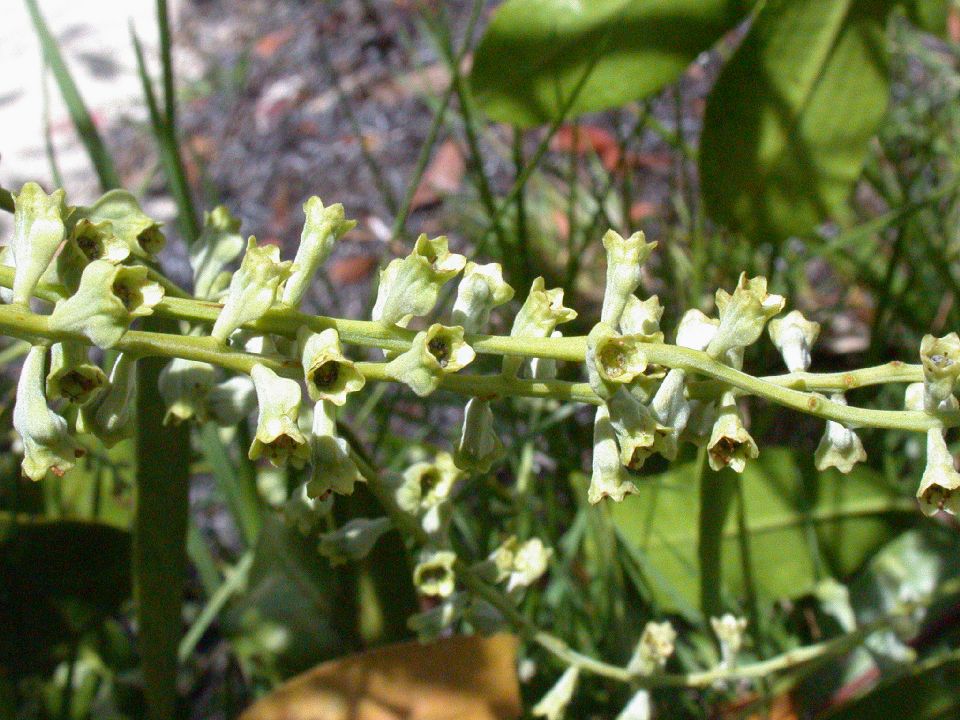 Combretaceae Laguncularia 