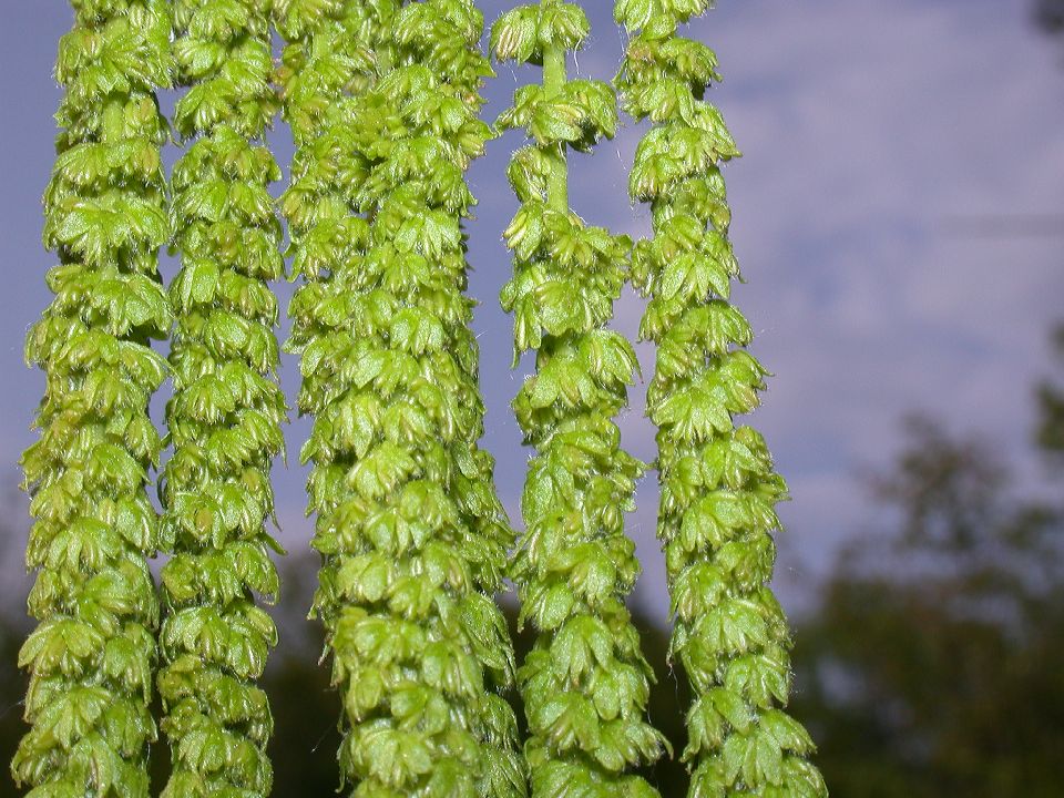 Juglandaceae Carya ovata