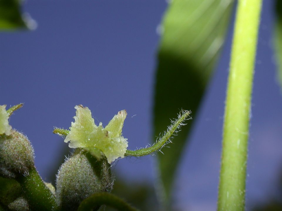 Juglandaceae Carya ovata