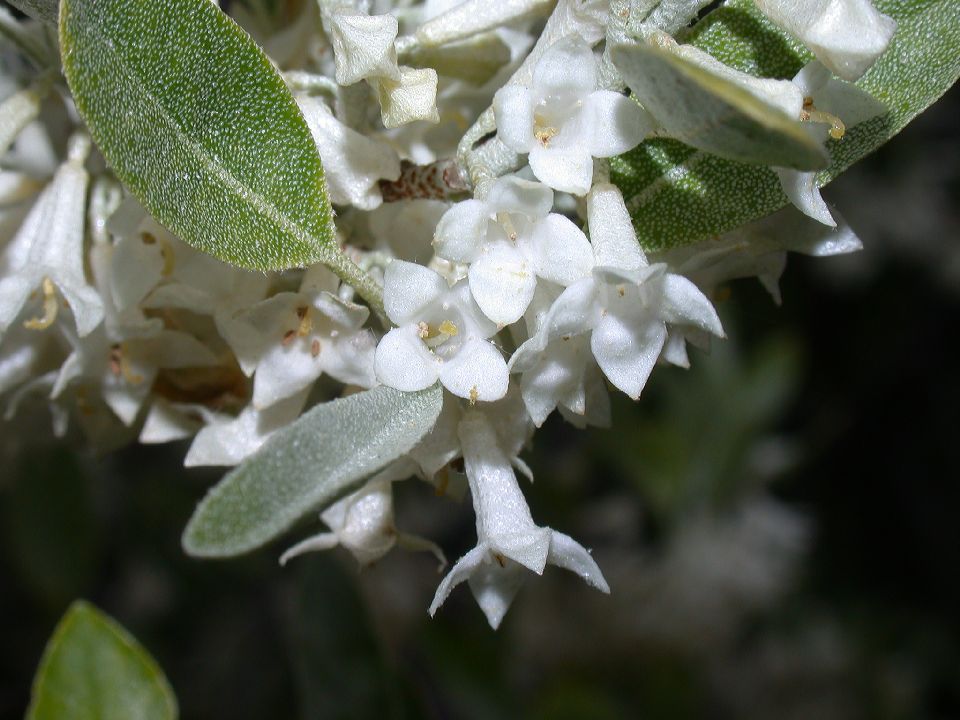 Elaeagnaceae Elaeagnus umbellata