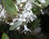image of Elaeagnus umbellata