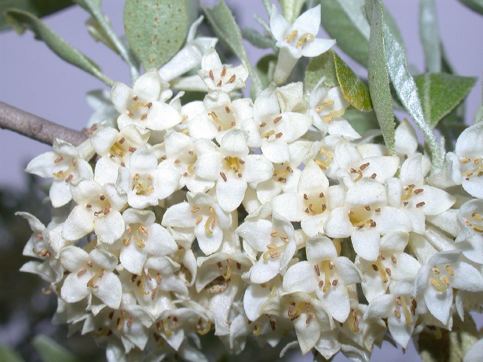 Elaeagnaceae Elaeagnus umbellata