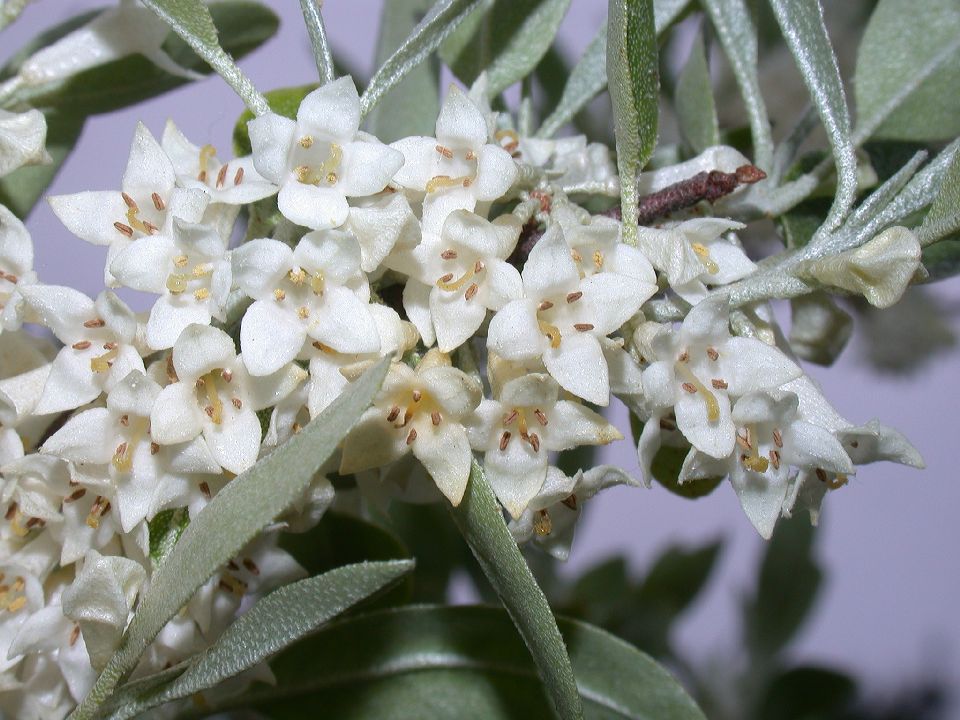 Elaeagnaceae Elaeagnus umbellata