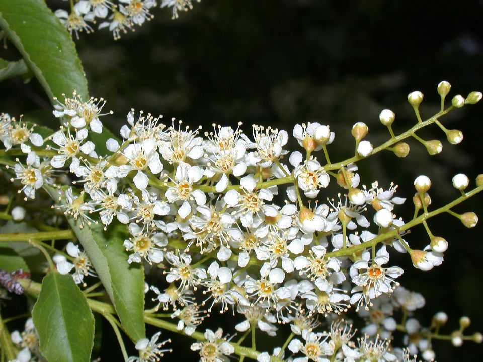 Rosaceae Prunus serotina