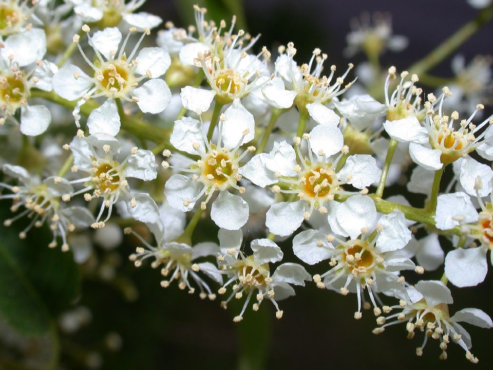 Rosaceae Prunus serotina