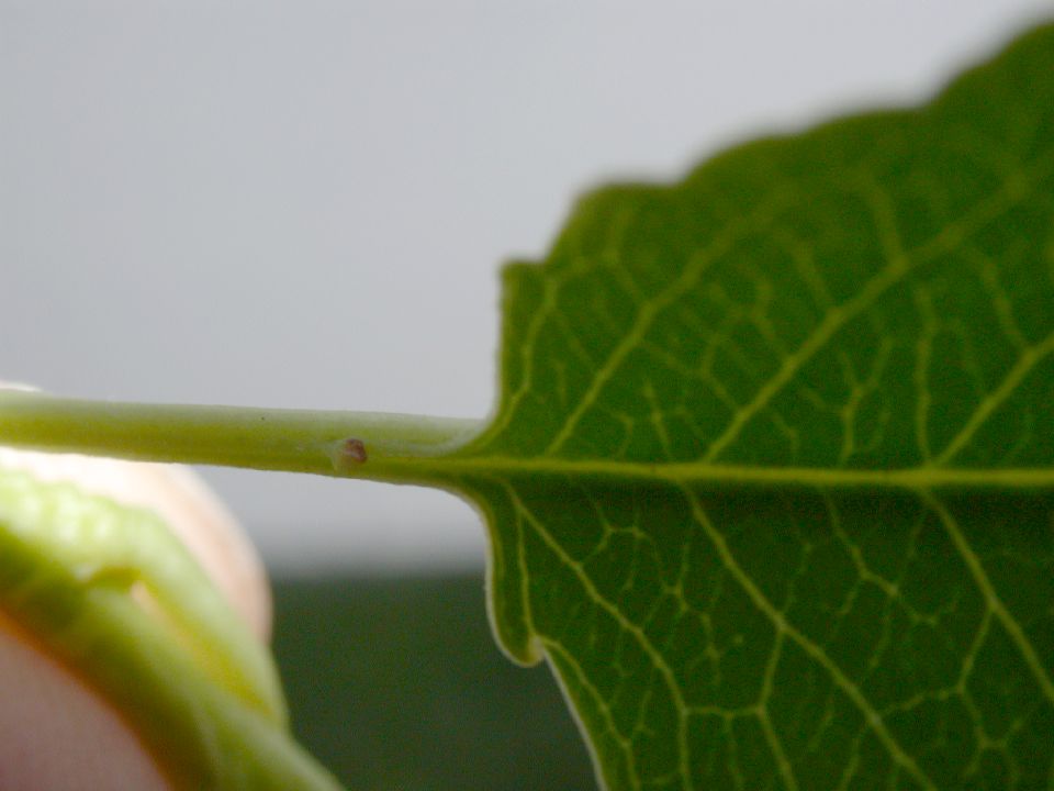 Rosaceae Prunus serotina