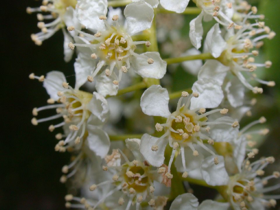 Rosaceae Prunus serotina