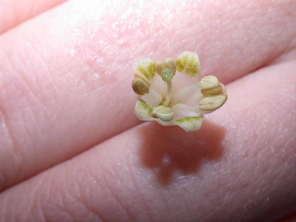 Solanaceae Acnistus arborescens