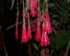 image of Fuchsia 