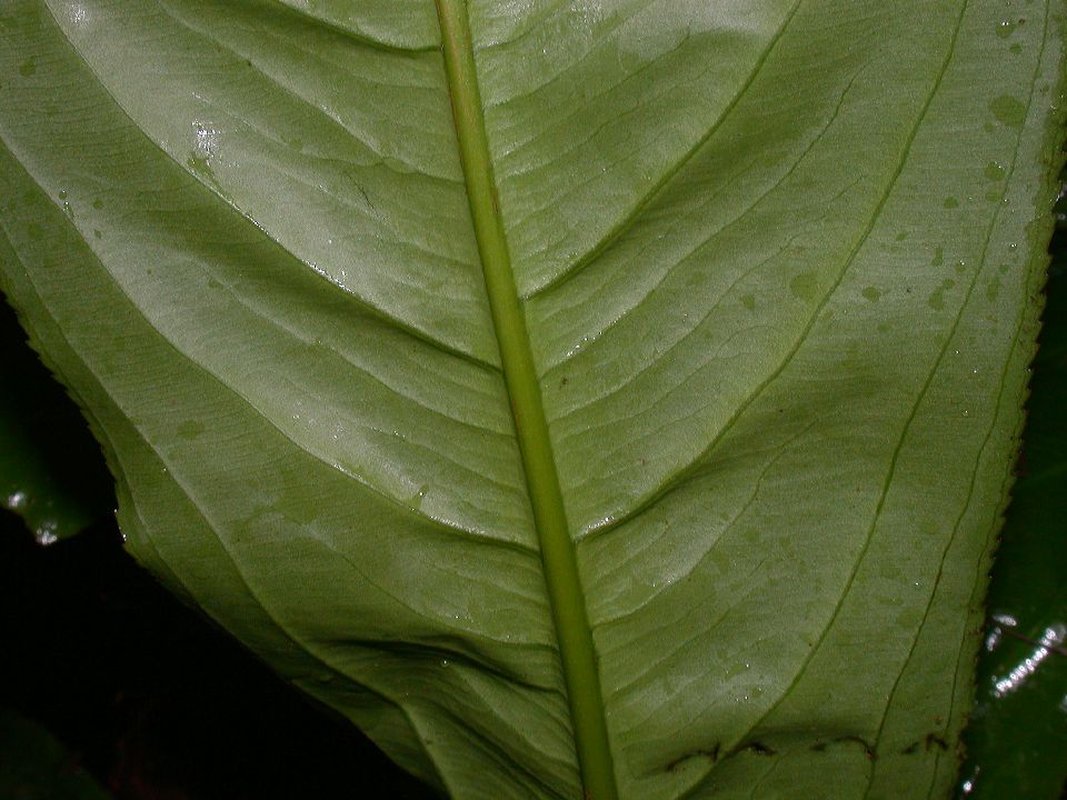 Ochnaceae Ouratea 