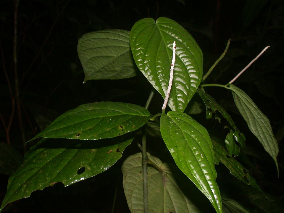 Piperaceae Piper 