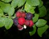 image of Rubus 