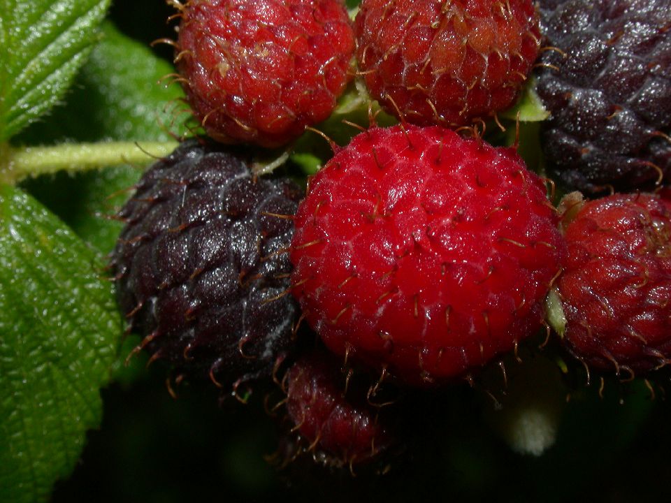 Rosaceae Rubus 