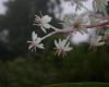 image of Maianthemum 