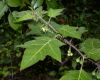 image of Solanum acerifolium