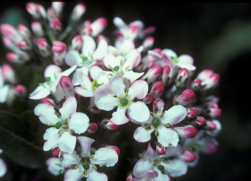 Escalloniaceae Escallonia 