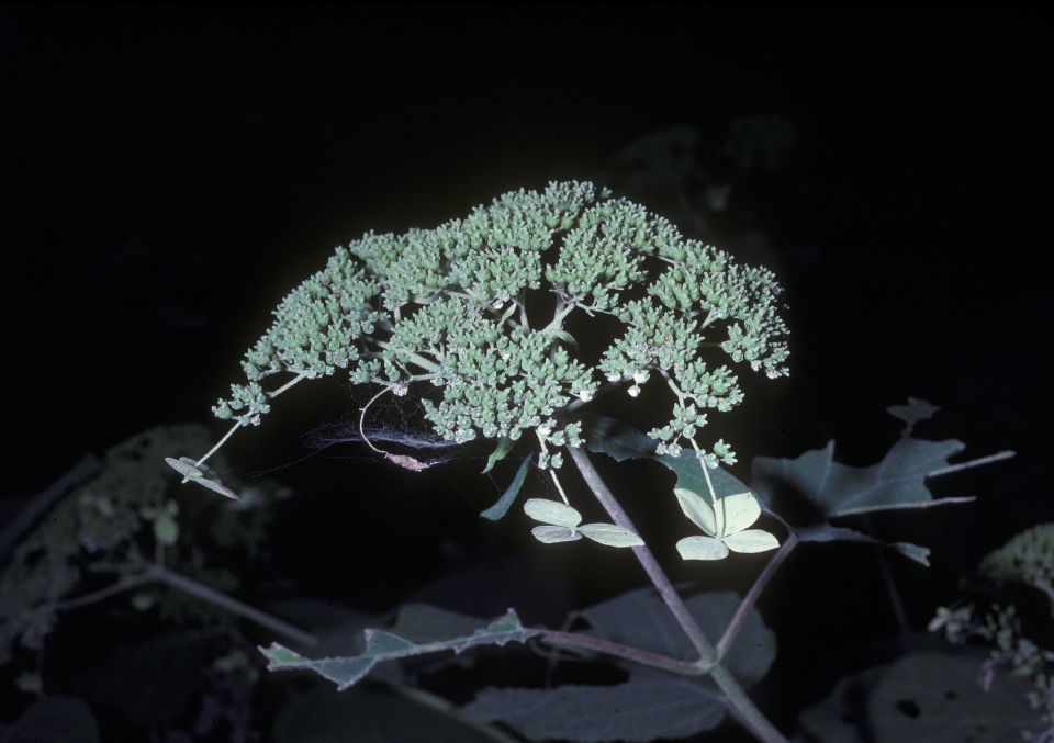 Hydrangeaceae Hydrangea arborescens