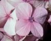 image of Hydrangea paniculata