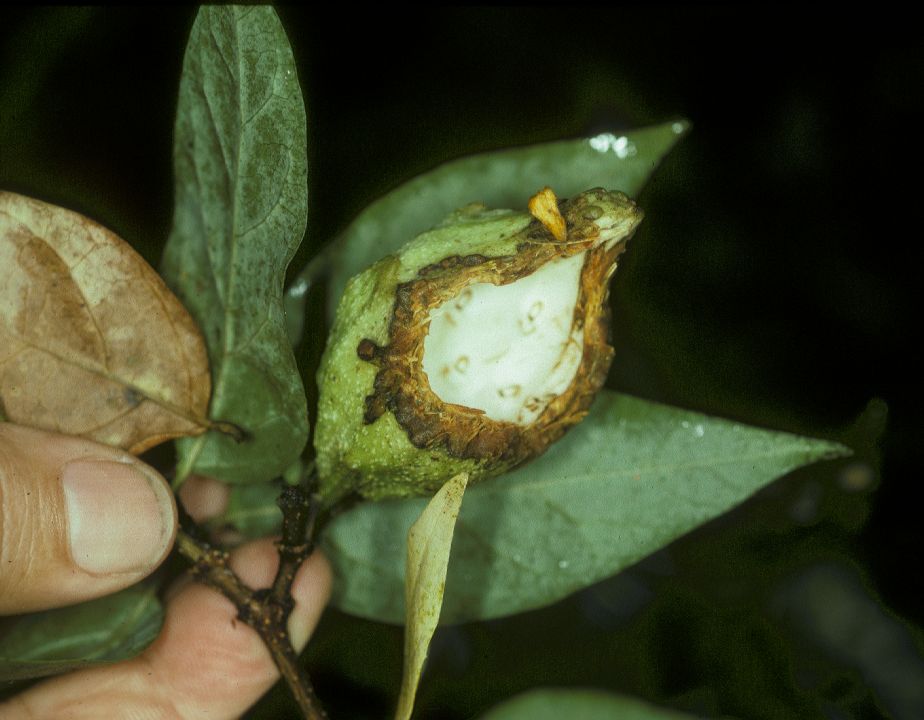 Calycanthaceae Calycanthus floridus