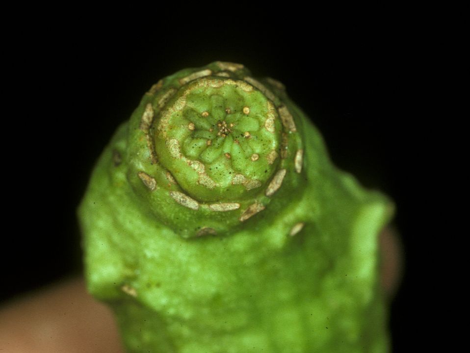Calycanthaceae Calycanthus floridus